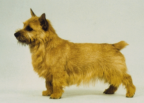 Norwich terrier