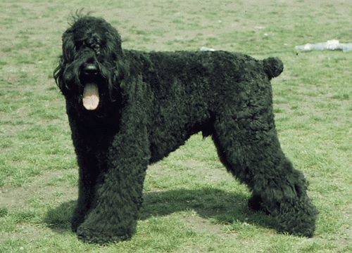Orosz fekete terrier