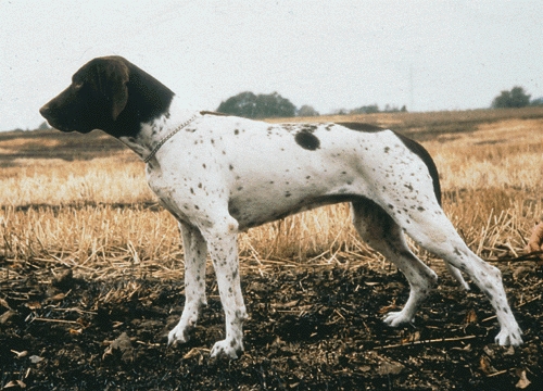 Ősi dán vizsla