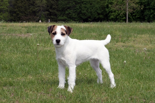 Parson Jack Russell terrier