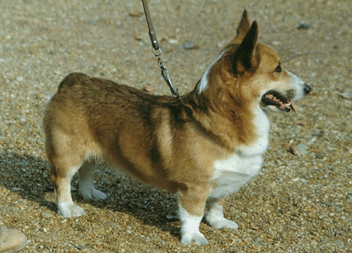 Pembroke Welsh Corgi