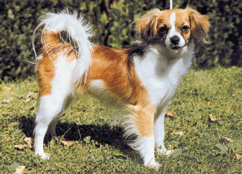 Phalène