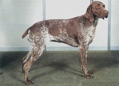 Pireneusi francia vizsla