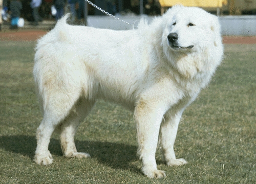 Pireneusi hegyikutya
