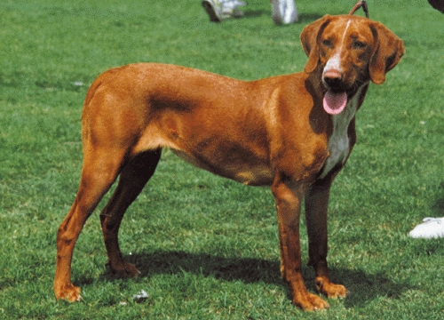 Portugál vizsla