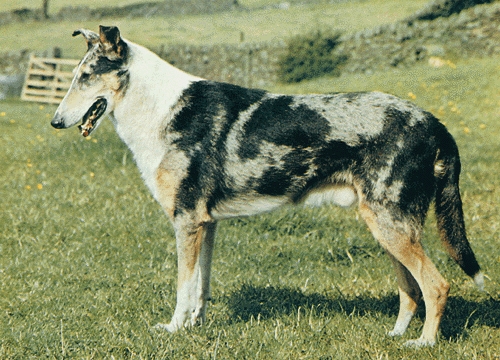 Rövidszőrű skót juhászkutya