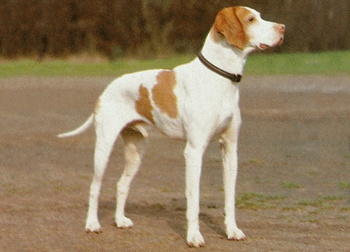 Saint Germain-i vizsla