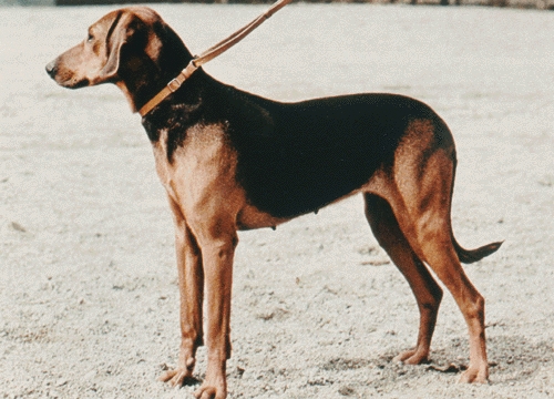 Schiller kopó