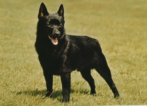 Schipperke