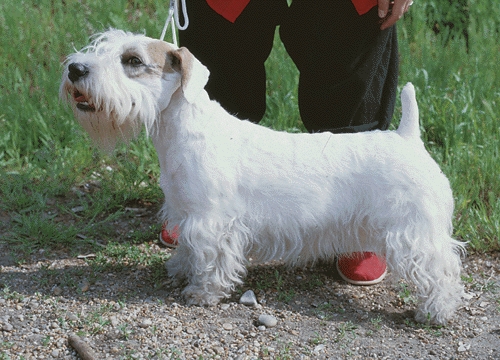 Sealyham terrier