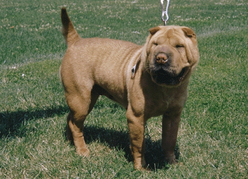 Shar pei