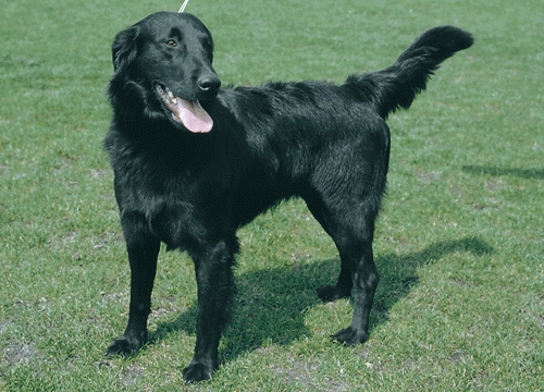 Simaszőrű retriever