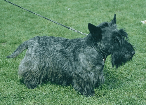 Skót terrier