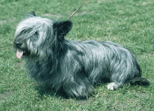 Skye terrier