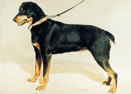 Smålandi kopó