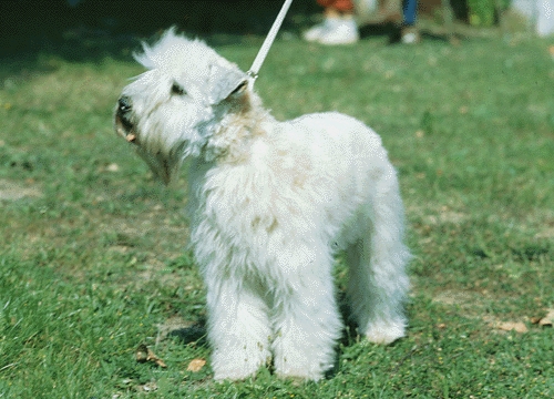 Soft coated wheaten terrier