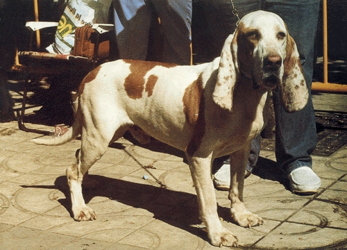 Spanyol kopó