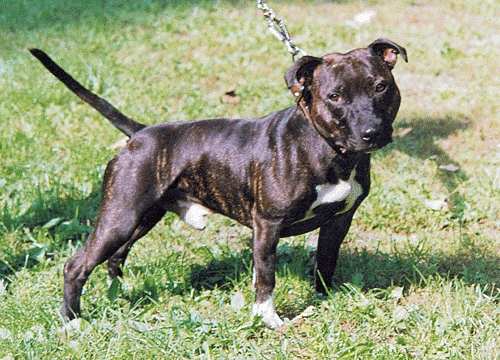 Staffordshire bullterrier