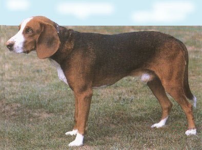 Steinbracke