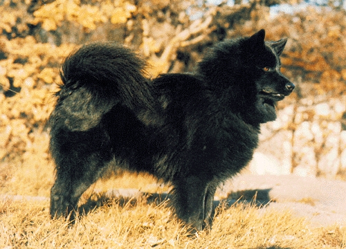 Svéd lapphund