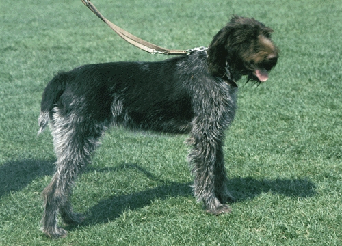 Szálkásszőrű német vizsla