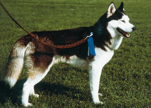 Szibériai husky