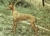 Szicíliai nyúlvadász kutya