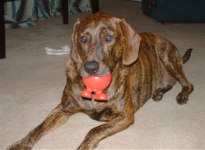 Tennessee treeing brindle