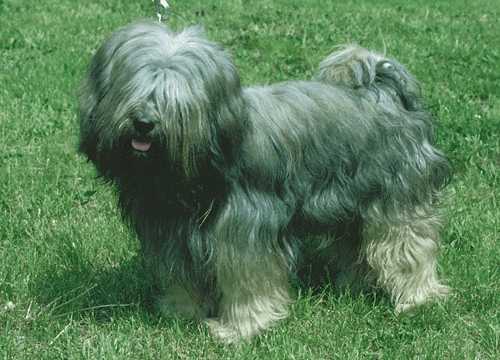 Tibeti terrier