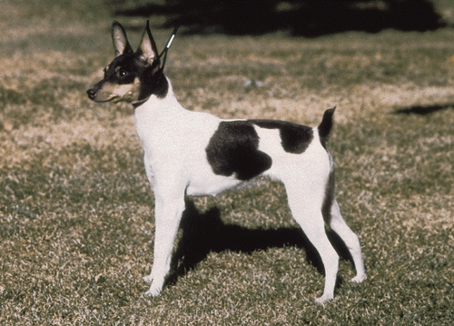 Törpe foxterrier