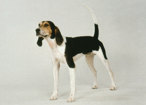 Treeing walker mosómedvekopó