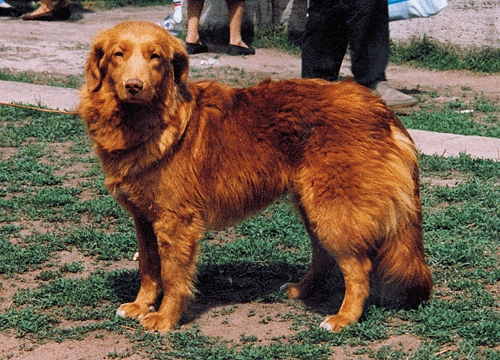 Vadkacsavadász retriever