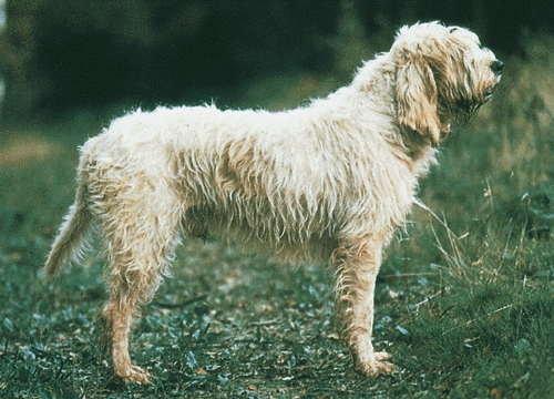 Vendée-i griffonkopó