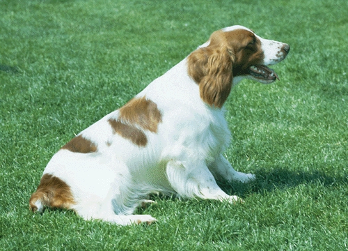 Welsh springer spániel