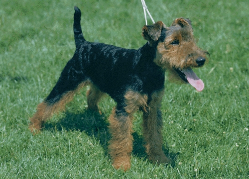 Welsh terrier