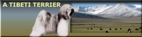 A tibeti terrier