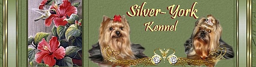 Silver-York Kennel